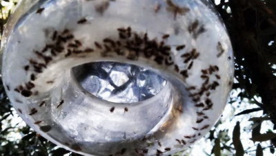 Το newshub.gr καταγράφει την ασύλληπτη επέλαση του δάκου - Απίστευτοι αύξηση πληθυσμών!