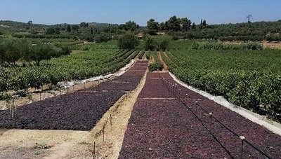 Θέμα newshub.gr: Βλέπουν αύξηση στην ποσότητα της σταφίδας στο Ηράκλειο!