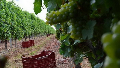 Θέμα newshub.gr: Διπλάσια η ζημιά στα αμπέλια του Ηρακλείου από τους αρχικούς υπολογισμούς!