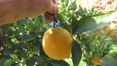 Κάποτε για ένα πορτοκάλι σου έκαναν μήνυση!