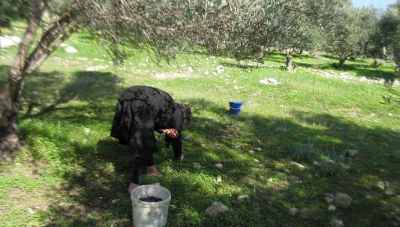 Τα κοκολόγια – Η Παράδοση που δείχνει το αθάνατο μεγαλείο του Ελληνισμού.