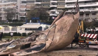 Νεκρή φάλαινα ξεβράστηκε στον Πειραιά (βίντεο)