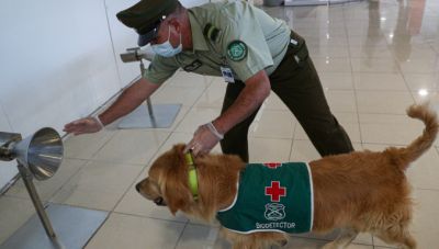 Χιλή: Σκυλιά ανιχνεύουν επιβάτες με κορωνοϊό στο αεροδρόμιο του Σαντιάγο