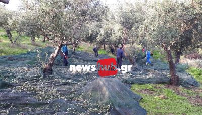Θέμα newshub.gr: Στο λιόφυτο της... αλληλεγγύης - Ραβδίζουν 1300 ελαιόδεντρα όσοι έχουν ανάγκη! (φωτογραφίες)