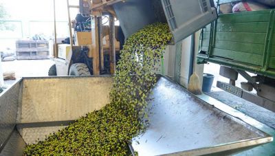 Περιφέρεια Κρήτης: Ενημέρωση των Οργανώσεων Παραγωγών Λαδιού για κατάθεση δικαιολογητικών