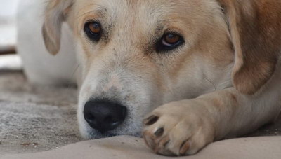 Νέα εγκύκλιος για την προστασία των ζώων