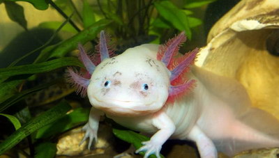 Axolotl – «Το Τέρας του Νερού»