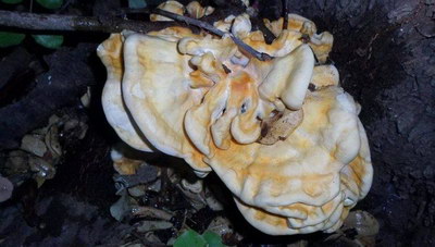 Χάνεται σιγά - σιγά το κερατολάχανο