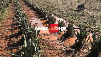 Ηράκλειο: Ασύλληπτη καταστροφή στις καλλιέργειες! (φωτογραφίες)