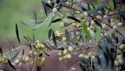 Θέμα newshub.gr: Πως οι ελαιοπαραγωγοί μπορούν να λάβουν ενίσχυση ως 4000 ευρω!