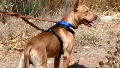 Κρήτη: Πολλές οι αιτήσεις για την υιοθεσία του σκύλου που βασανίστηκε