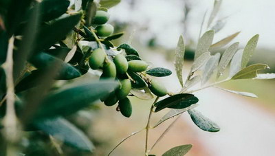 Δολωματικοί ψεκασμοί δακοκτονίας στο Δήμο Βιάννου