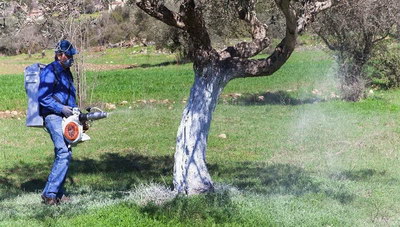 Ξεκινά ο τέταρτος και ο πέμπτος γενικός δολωματικός ψεκασμός δακοκτονίας