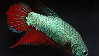 Ταλαιπωρημένο και... παρεξηγημένο: Ψάρι Μονομάχος Betta Fighting Fish (φωτογραφίες)