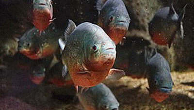  «Ο Καλός, ο Κακός και ο Άσχημος»: Τρία από τα πιο παρεξηγημένα και αδικημένα ζώα από τον άνθρωπο!