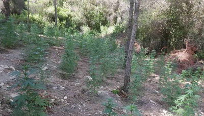 800 δενδρύλλια κάνναβης στο Αλεποχώρι Μεγάρων