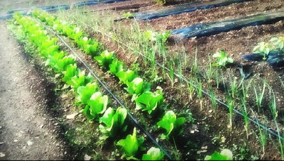 Ηράκλειο: Το μποστάνι στον Κατσαμπά που έκρυβε τα... δενδρύλλια - Το εντόπισαν οι περαστικοί!