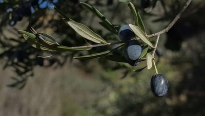 ΠΕ Ηρακλείου: Πρόγραμμα δολωματικού ψεκασμού δακοκτονίας σε διαφορες περιοχες του Ν Ηρακλειου