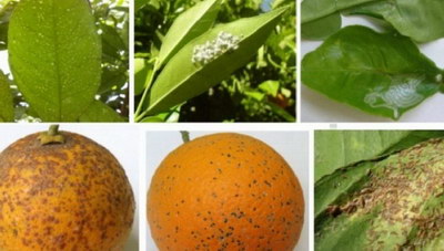 Συστάσεις για την αντιμετώπιση του αλευρώδους Dialeurodes citri στα εσπεριδοειδή στο Φόδελε