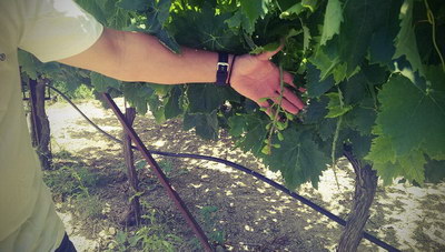 Κρήτη: Πότε ξεκινούν οι αιτήσεις για το μέτρο απόσταξης κρίσης των 25 εκατ. ευρώ