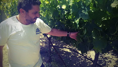 Αυτοψία του newshub.gr στα κατεστραμμένα αμπέλια του Ηρακλείου (φωτογραφίες+βίντεο)