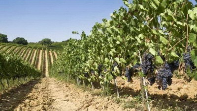 Άγνωστοι ψέκασαν και ξέραναν αμπέλι στη Μεσαρά!