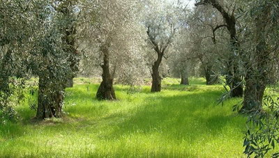 Γενικός δολωματικός ψεκασμός δακοκτονίας σε Δήμους του Νομού Ηρακλείου