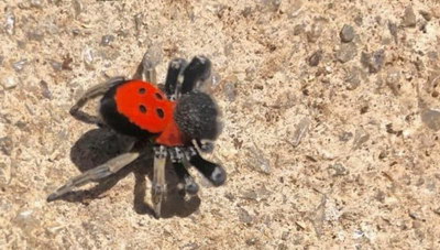 Σπάνιο είδος «αράχνης-πασχαλίτσας» βρέθηκε στο Ρέθυμνο!