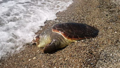 Νέες χελώνες καρέτα-καρέτα βρέθηκαν νεκρές...