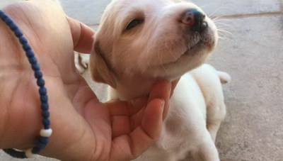 Ηράκλειο: Σοκάρουν οι εικόνες με τα βασανισμένα κουτάβια - Συνελήφθη ο δράστης