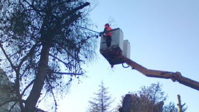Κλαδέματα δέντρων στα Χανιά-Συστάσεις στους πολίτες από το Δήμο