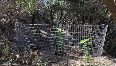 Kαλλιτέχνης στην... καλλιέργεια δενδρυλλίων - Τα είχε περιποιημένα (φωτογραφίες)