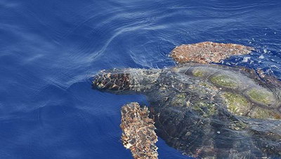 Μια χελώνα έκανε την εμφάνιση της στο λιμάνι του Ηρακλείου (βίντεο)
