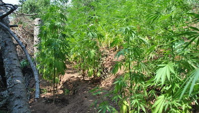 Μυλοπόταμος: Οι αστυνομικοί βρήκαν μια φυτεία «ορφανή»