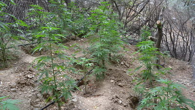 Ηράκλειο: Είχε τα δενδρύλλια στην «καβάντζα» (φωτογραφίες)