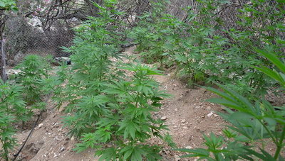 Χανιά: Εξιχνιάστηκε υπόθεση καλλιέργειας φυτείας κάνναβης