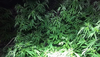 Κρήτη: Νύχτα εντόπισαν τη φυτεία - Νέα επιχείρηση της ΕΛ.ΑΣ.