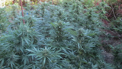 Επιχείρηση στο Μυλοπόταμο: Η έρευνα οδήγησε μέσα σε μια...φυτεία! (φωτογραφίες)