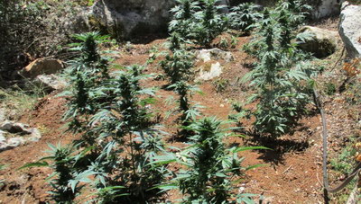 Μυλοπόταμος: Εκριζώθηκαν 1272 δενδρύλλια κάνναβης- Ολοκληρώθηκε η επιχείρηση της ΕΛ.ΑΣ.