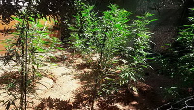 Μετά τις φυτείες, σύλληψη και για λίγα... δενδρύλλια