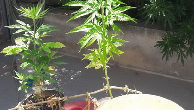 Είχε τα δενδρύλλια στις...γλάστρες - Τον «τσίμπησαν» οι αστυνομικοί