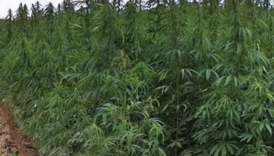 Μυλοπόταμος: Βρήκαν και άλλη φυτεία - Ανθρωποκυνηγητό για τους... ιδιοκτήτες