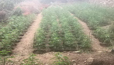 Κρήτη: Οι αστυνομικοί βρέθηκαν μπροστά σε... 3000 δενδρύλλια κάνναβης! (φωτογραφίες)