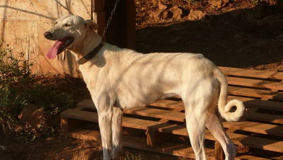 Εκτρέφοντας την αρχαιότερη ράτσα της Κρήτης (φωτογραφιες)