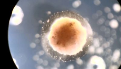 Επιστήμονες δημουργούν νέα γενιά ζωντανών ρομπότ