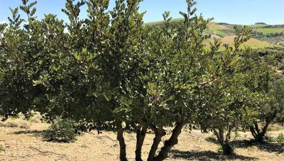 Θέμα Newshub.gr: Χαρουπιά-Το δέντρο από το παρελθόν της Κρήτης δυναμικά ξανά στο προσκήνιο
