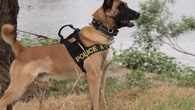 Ηράκλειο: Με τη βοήθεια αστυνομικού σκύλου βρήκαν τα λαθραία τσιγάρα