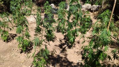Κρήτη: Βρήκαν νέα φυτεία κάνναβης στο Μυλοπόταμο (φωτογραφίες)