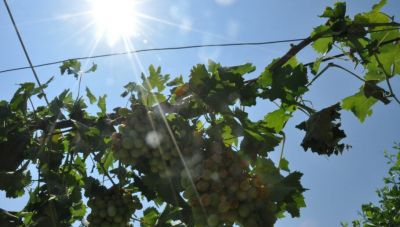 Κρήτη: Μεγάλες καταστροφές στην αγροτική παραγωγή από τον καύσωνα - Ερώτηση στη Βουλή