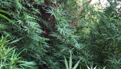 Κρήτη: Είχαν κρύψει τη φυτεία κάνναβης στο δάσος- Δικογραφία σε βάρος 2 ατόμων